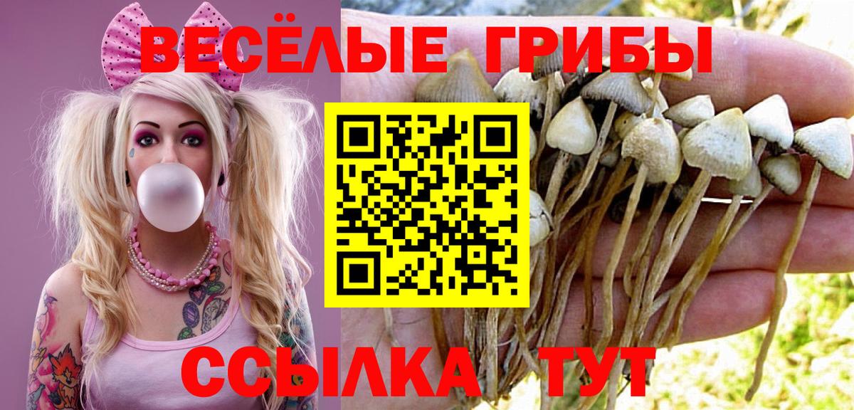 Псилоцибиновые грибы прущие грибы  Вход с VPN  Павлово 